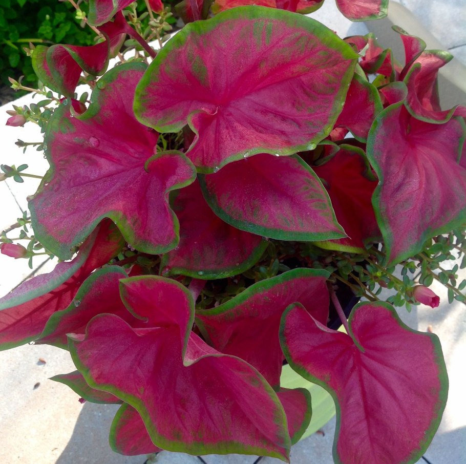 Сорт каладиума черри