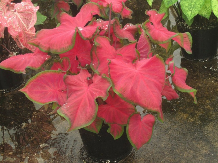 Каладиум Cherry Tart