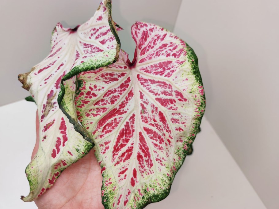 Каладиум Peppermint (Голландия)