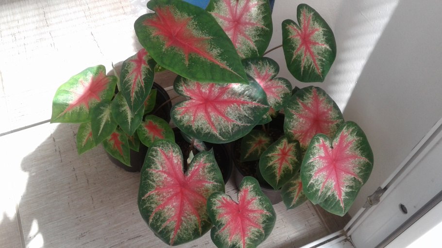 Каладиум Мохито