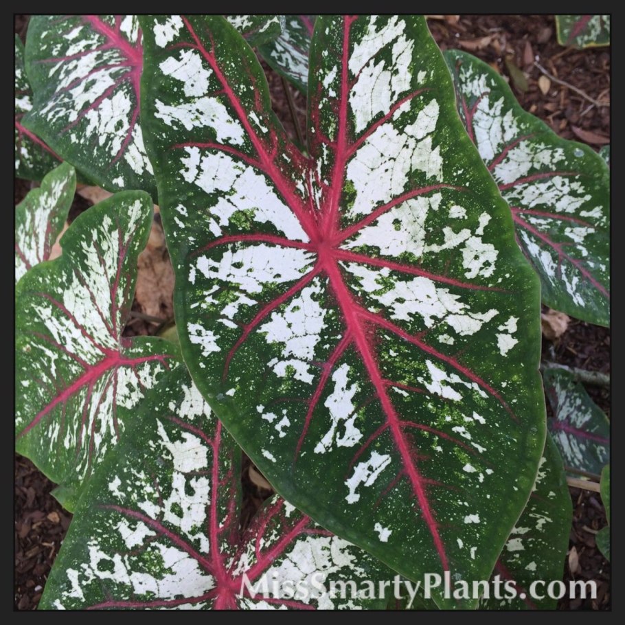 Каладиум Cherry Tart