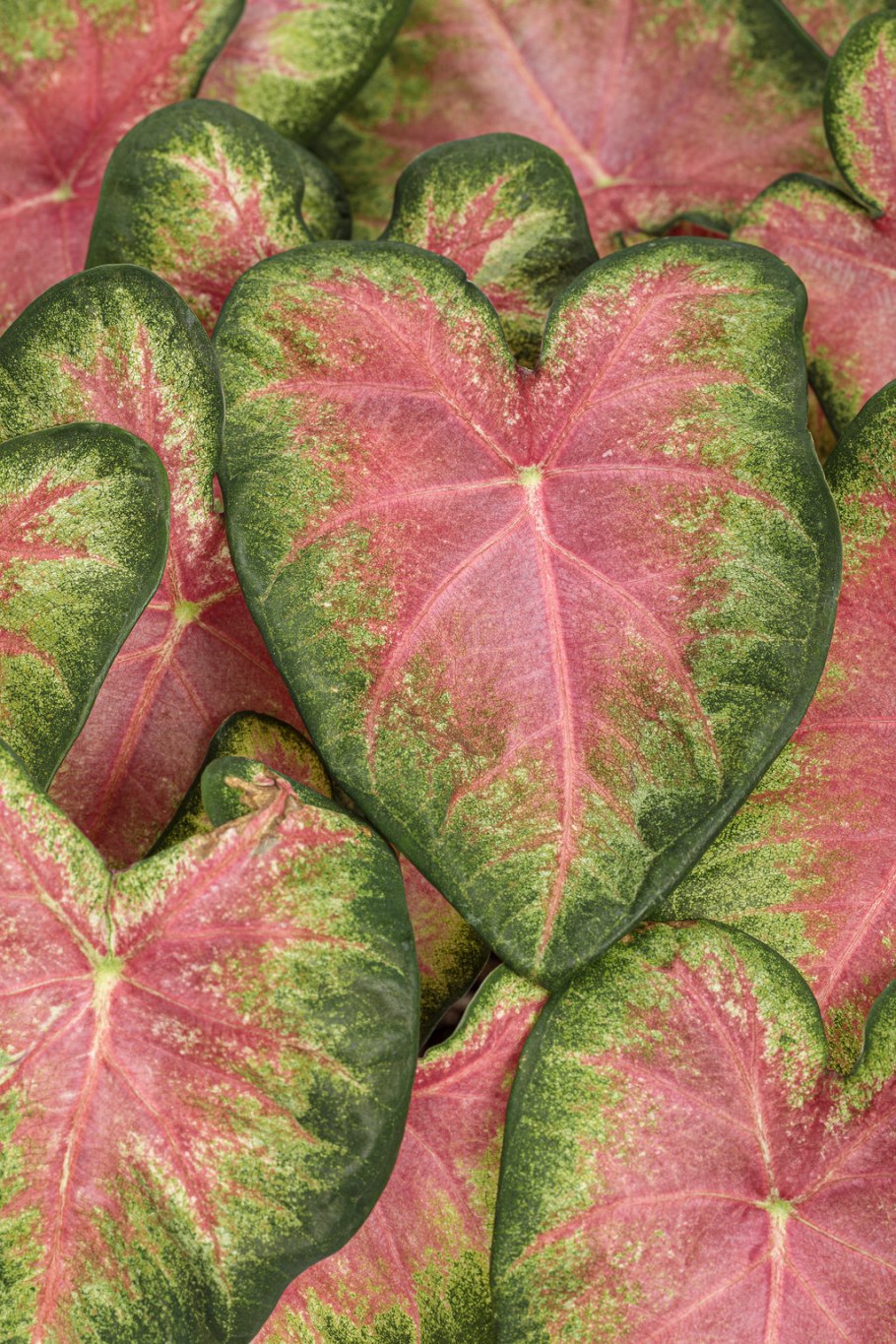 Каладиум микс d12