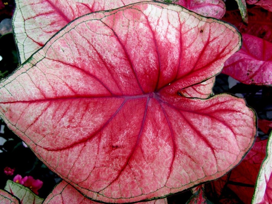 Каладиумы группа