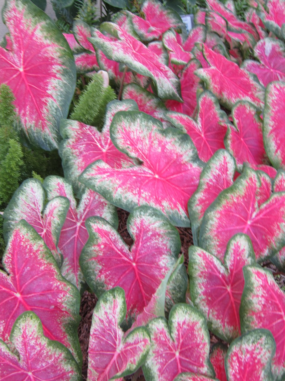 Miss Smarty каладиум