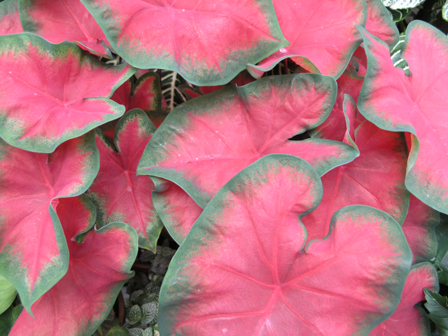 Каладиум Cherry Tart