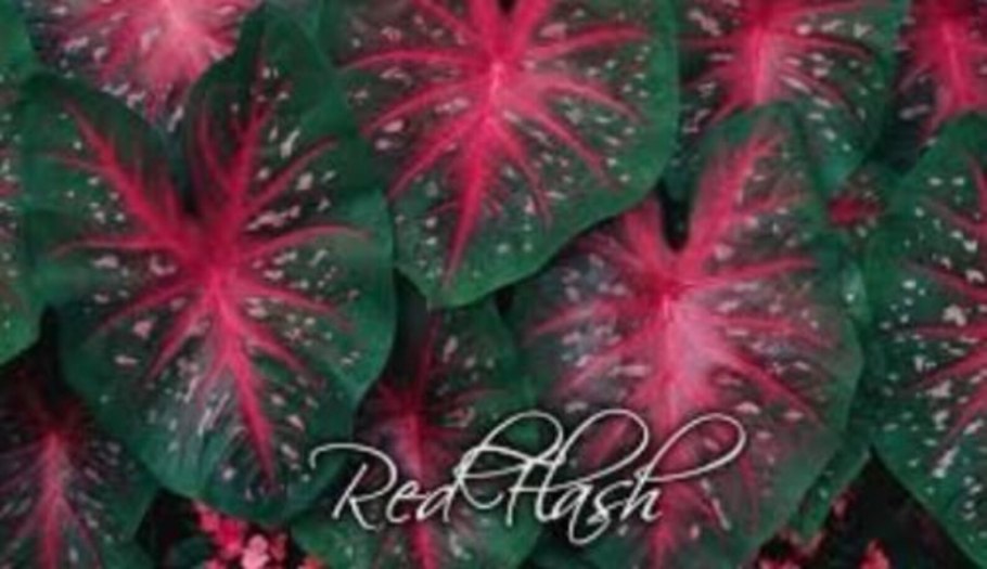 Каладиум Gypsy Rose