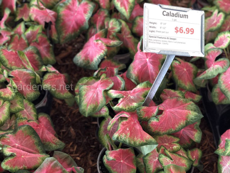 Berry Ice Cream каладиум фото