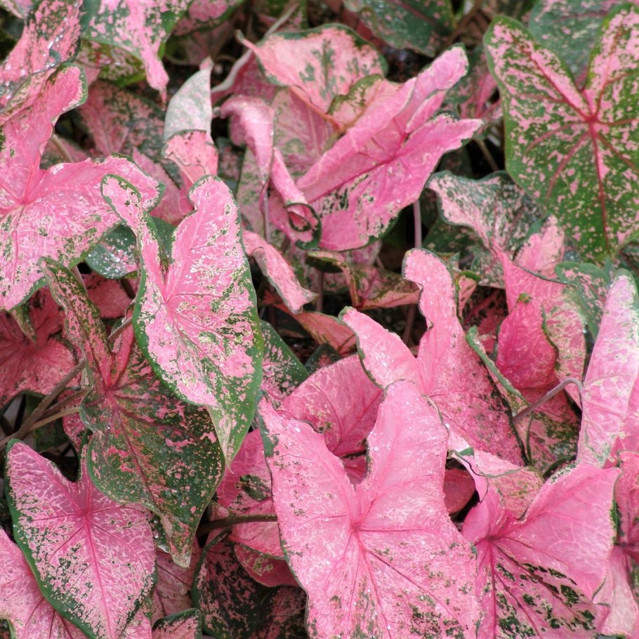 Каладиум Вайт Вондер