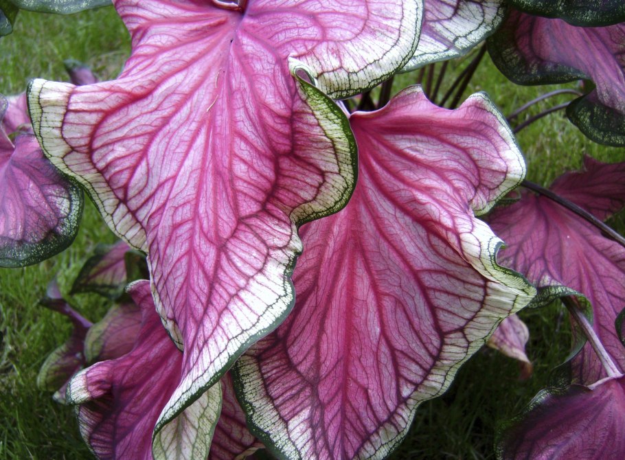 Каладиум сегвинум