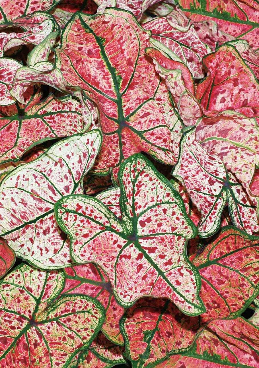 Каладиум Blaze