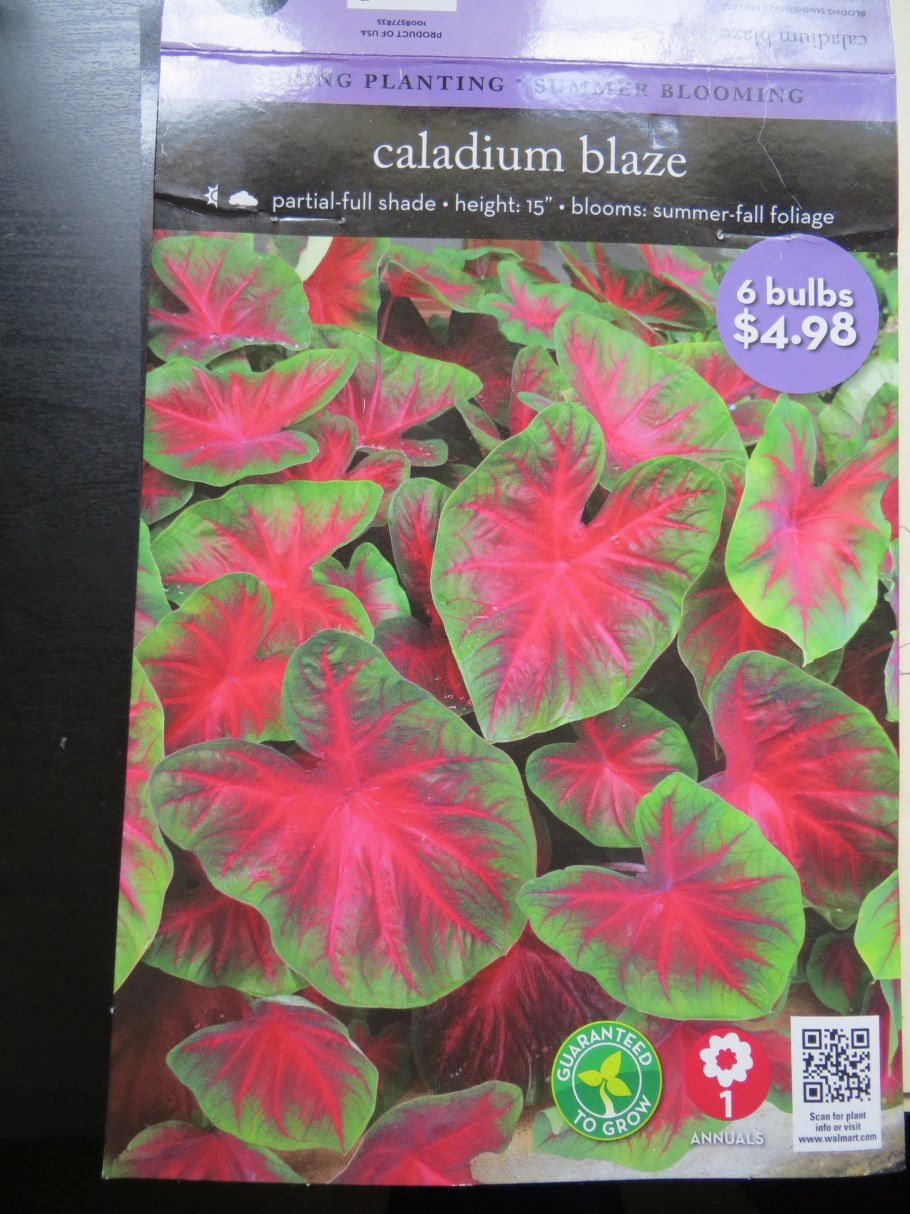 Каладиум черри блоссом