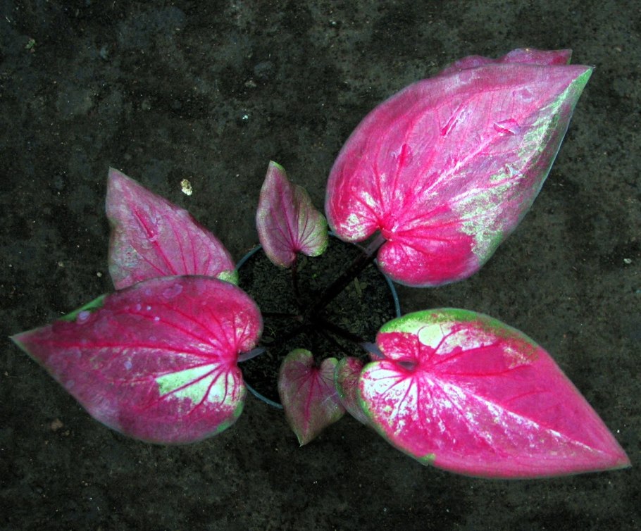 Каладиум Red Flash