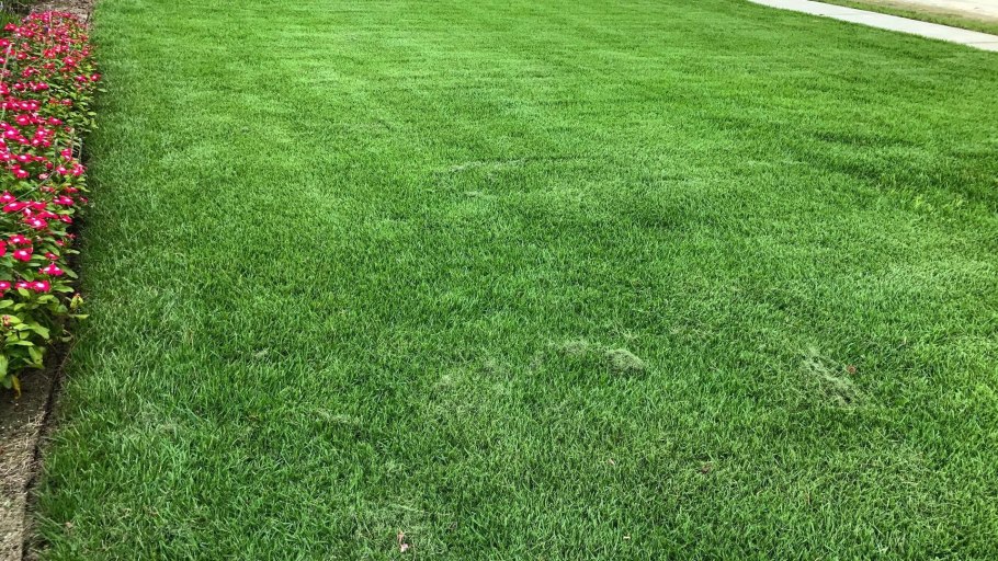 Газон текстура