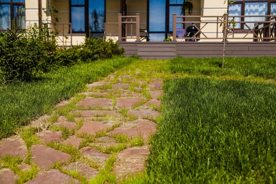 Сеяный газон