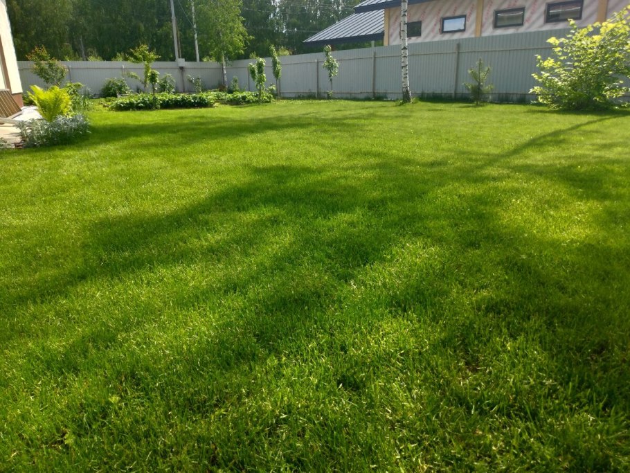 Орнаментал газонная трава