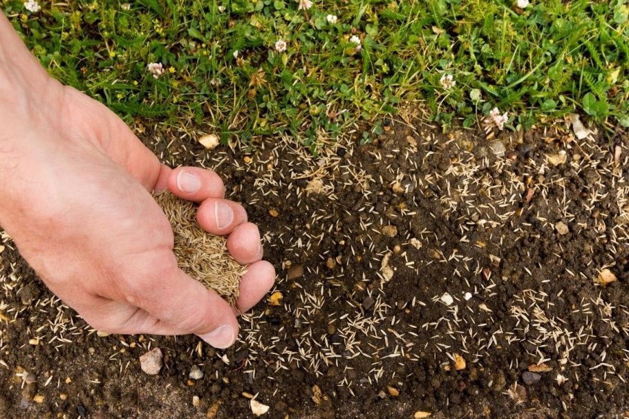 Первые всходы газонной травы