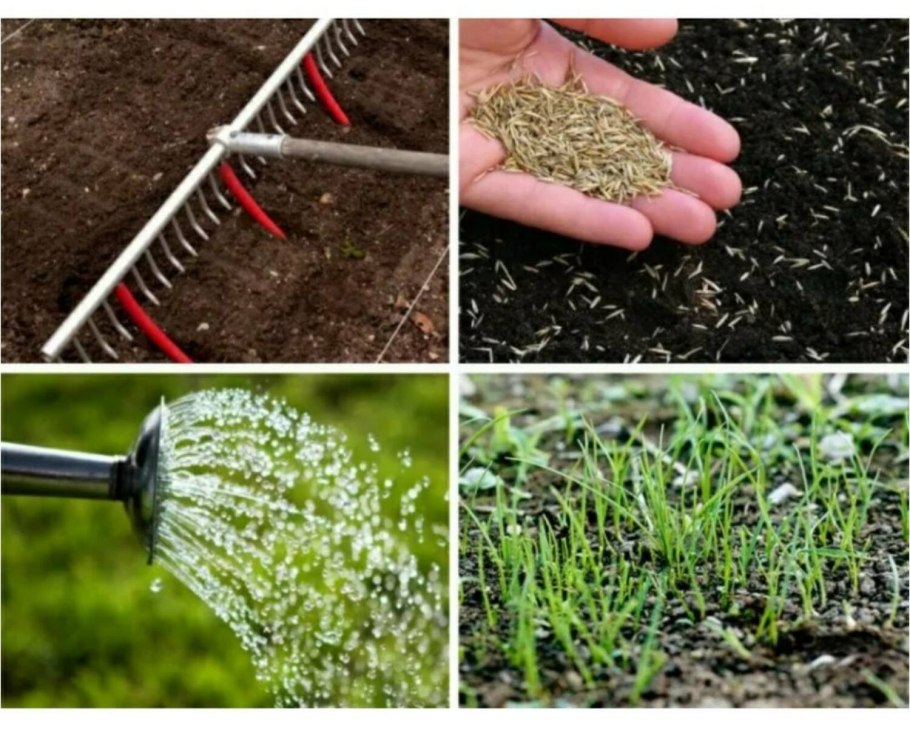 Посев семян газонных трав