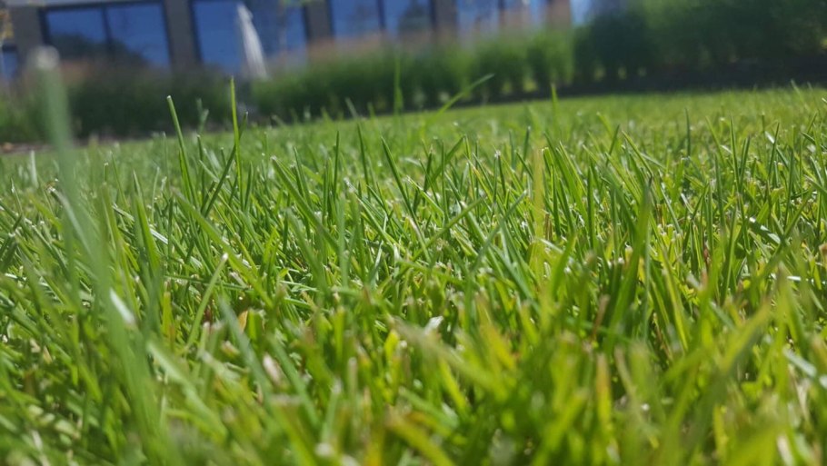 Райграс пастбищный для газона