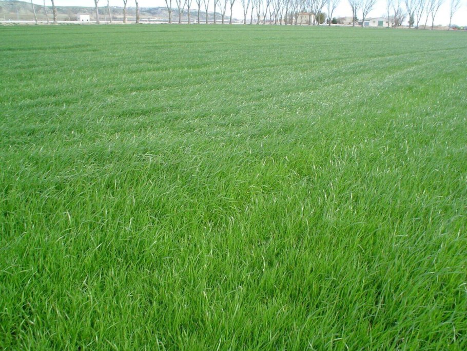 Житняк газон