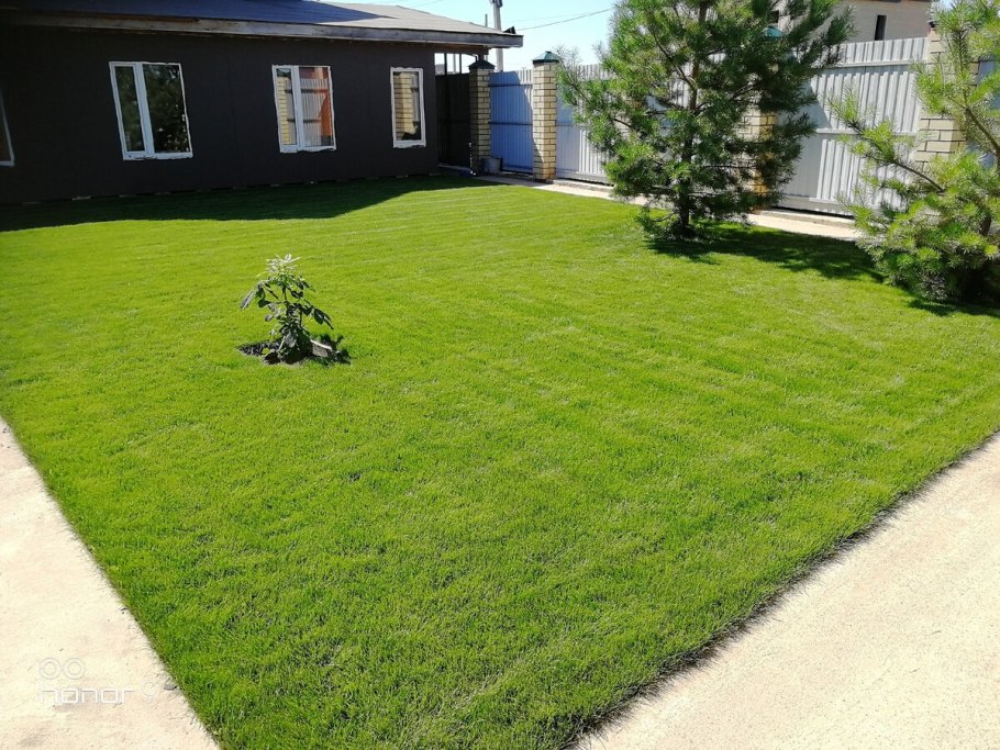 Посадка газона