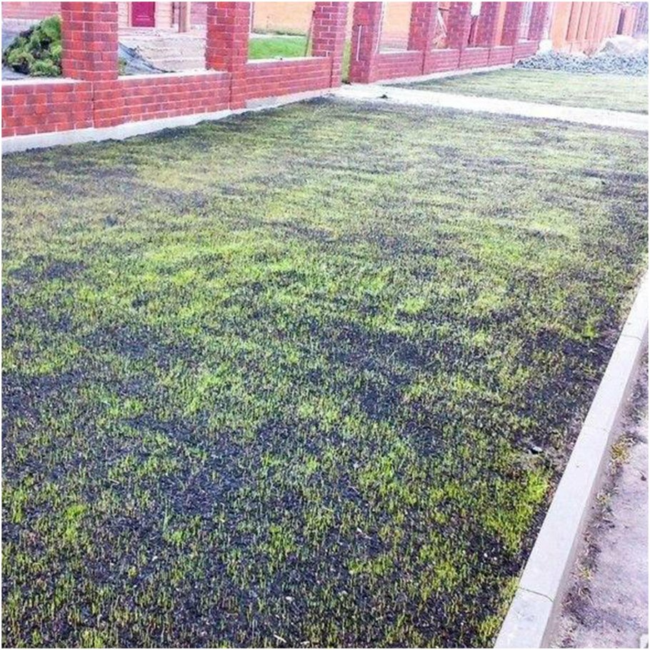 Газонная трава Тимофеевка