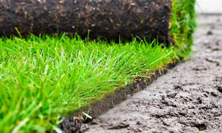 Укладка газона