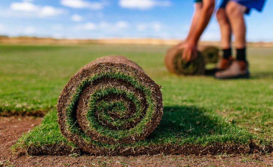 Рулонный газон