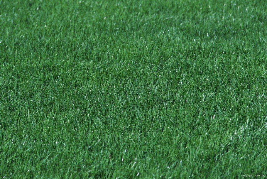 Газон трава снизу