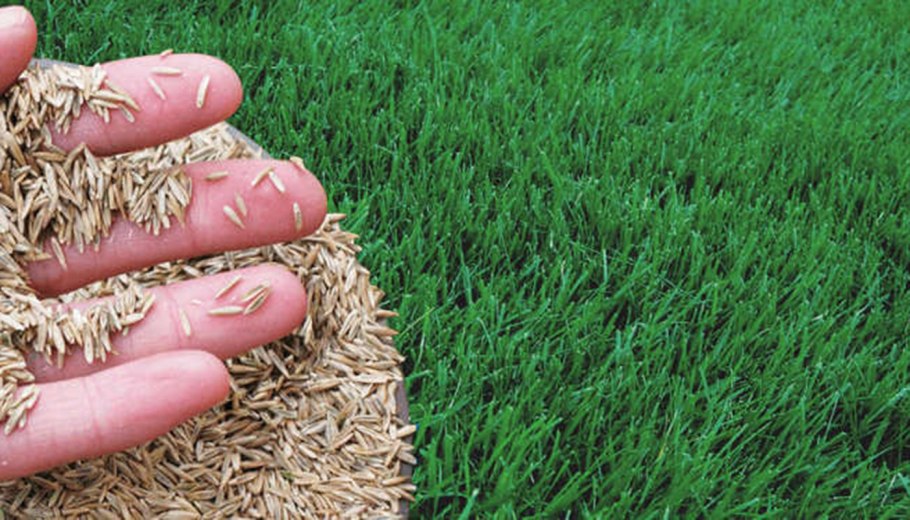 Рулонный vs посевной газон