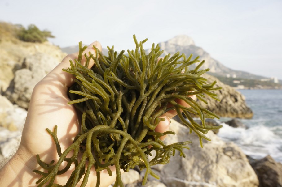 Кодиум червеобразный