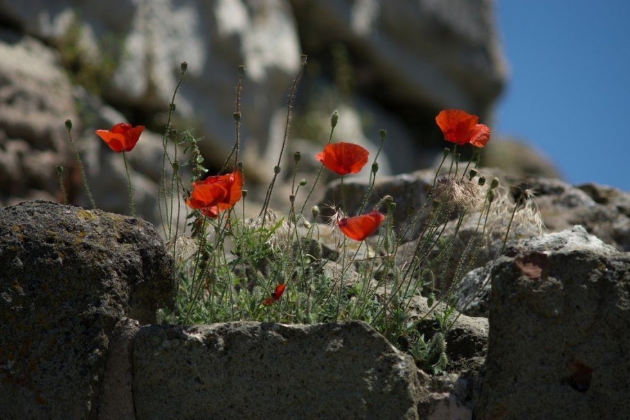 Растения скал