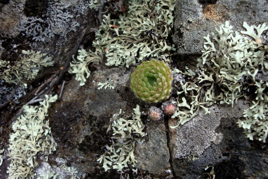 Суккулент камнеломка в Горном Алтае