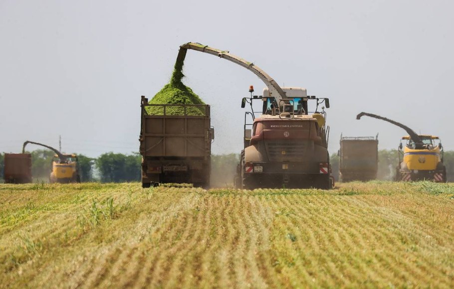 Поле пшеницы