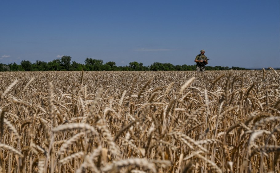 Пшеничное поле Украина