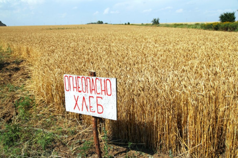 Кукуруза (зерно)