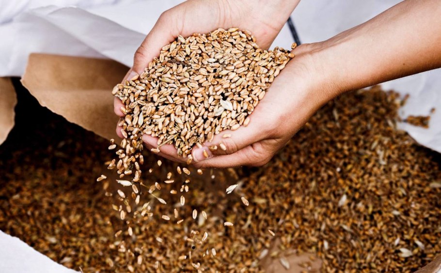 Поставки пшеницы