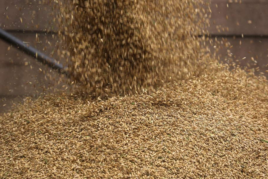 Пшеница много урожай