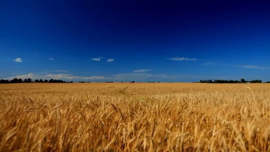 Пшеница и небо украинский флаг