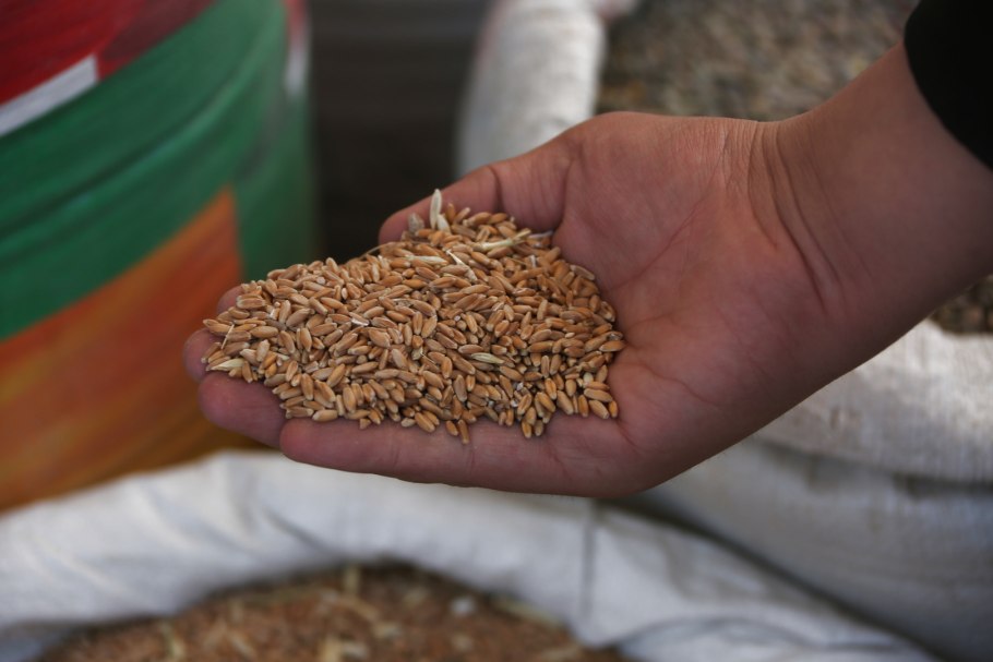 Пшеничные поля России