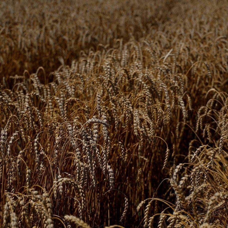 Экспорт зерна