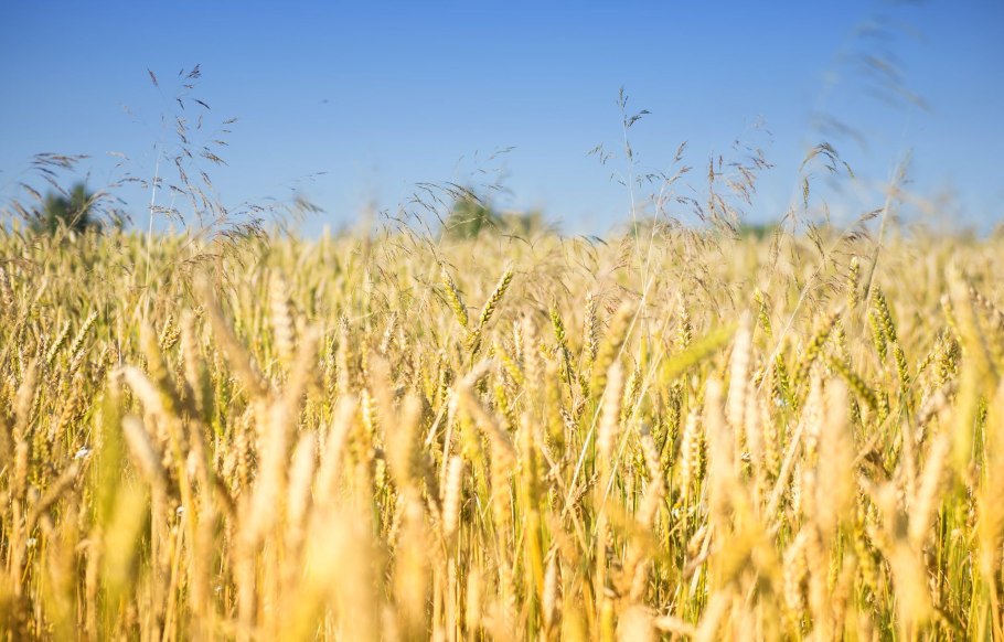 Украинское зерно