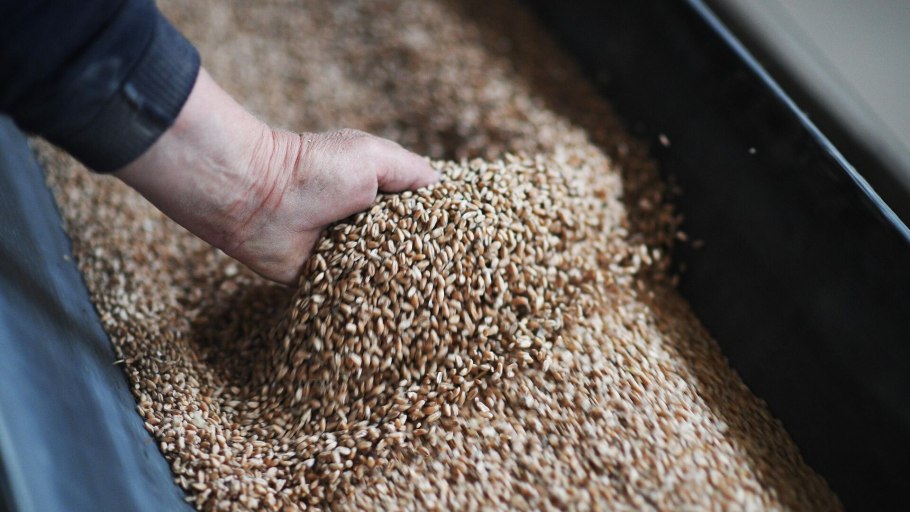 Зерно Россия