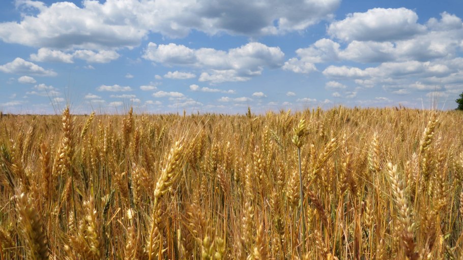 Японская пшеница