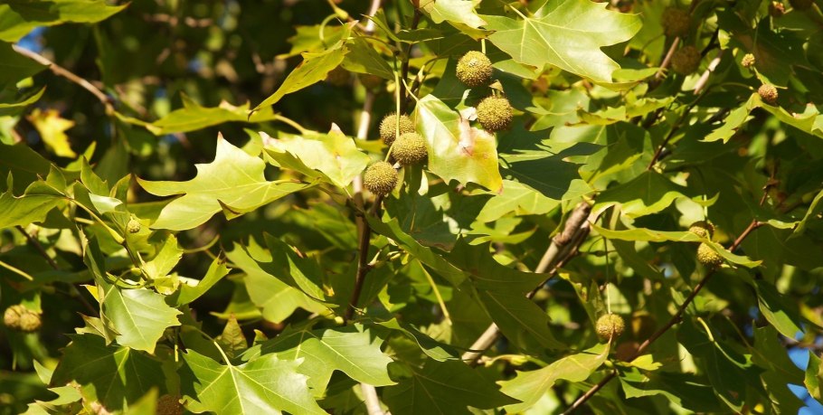 Платан Елисейский