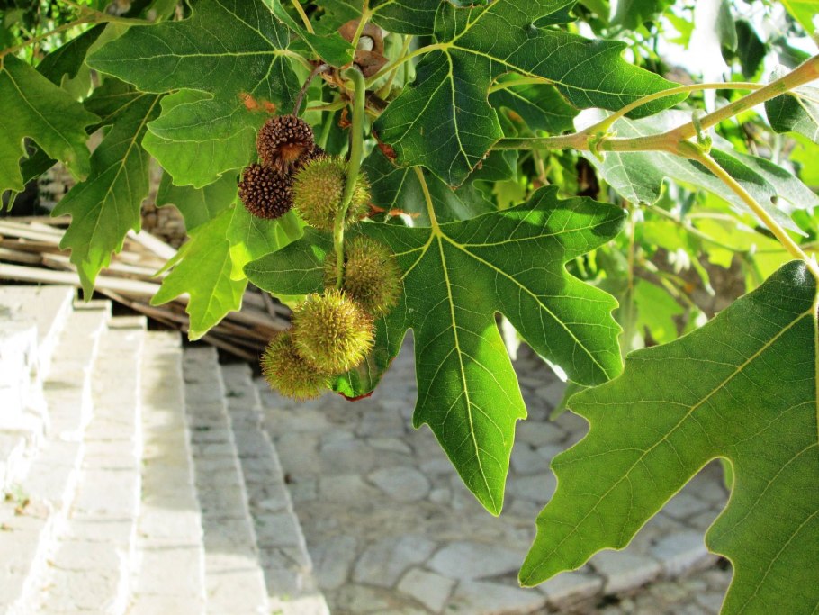 Платан Восточный (Platanus orientalis)