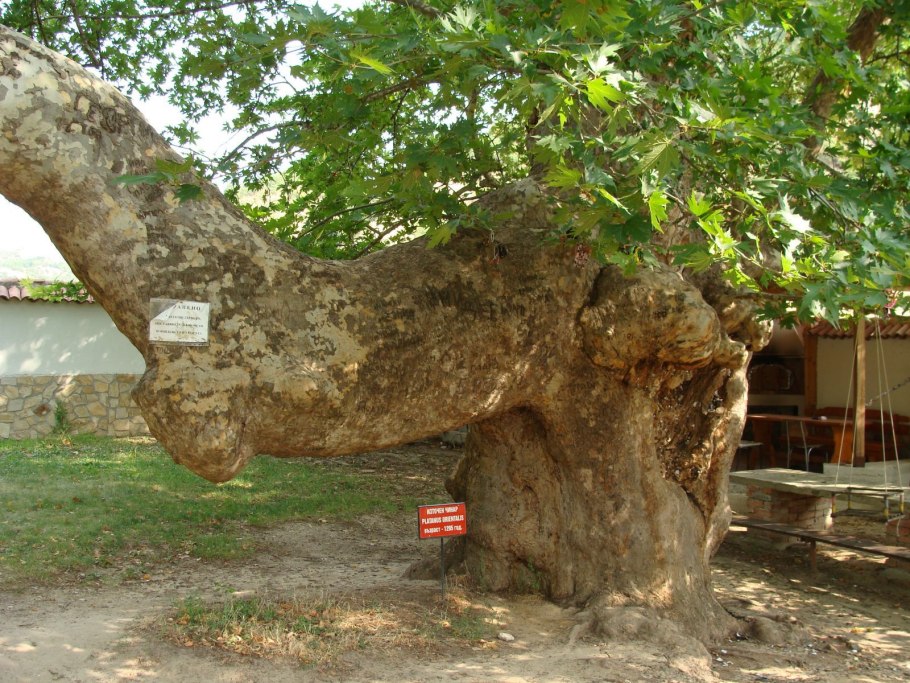 Широколиственный листок