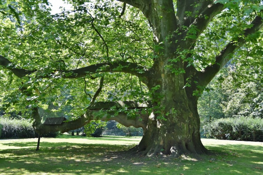Platanus occidentalis ареал