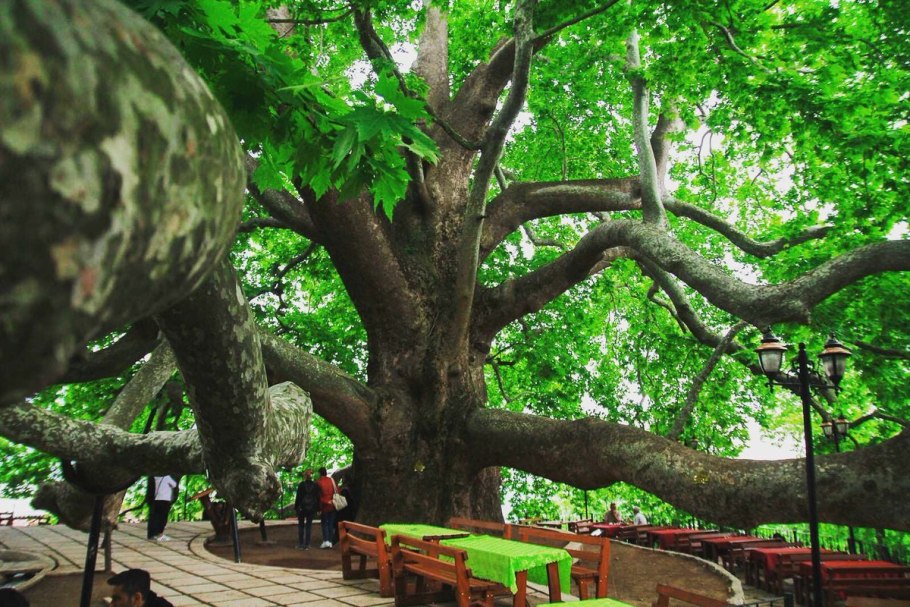 Платан Геленджик дерево