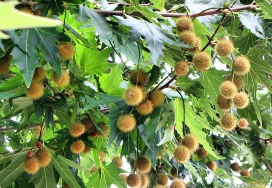 Platanus hispanica acerifolia