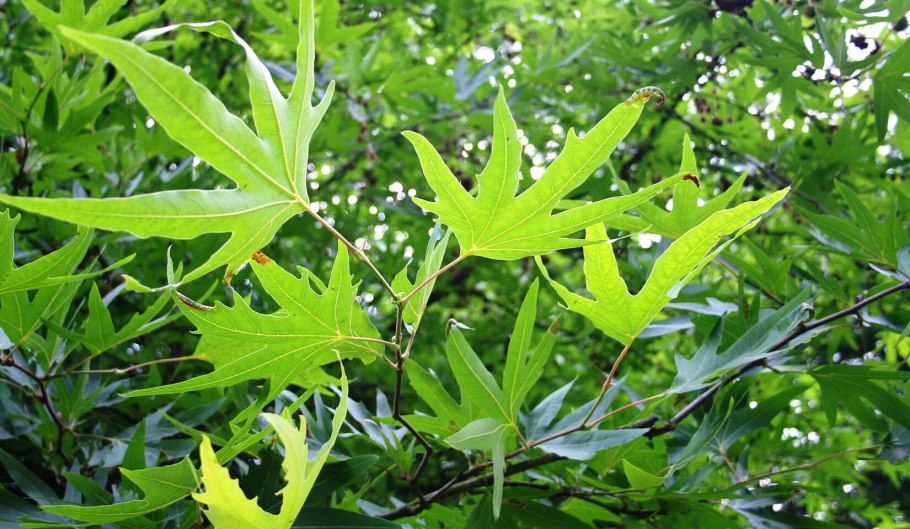 Платан дерево в Крыму